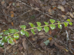 Rhaphithamnus spinosus