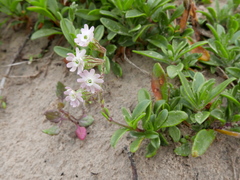 Silene crassifolia