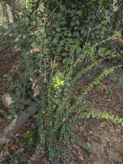 Rhaphithamnus spinosus