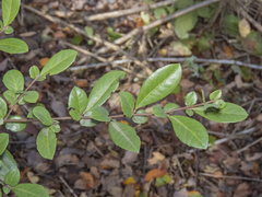 Azara integrifolia
