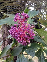 Medinilla speciosa