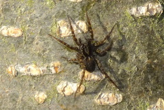 Pardosa