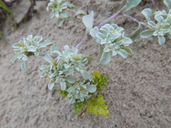 Helichrysum litorale