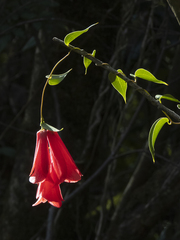Lapageria rosea