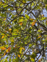 Nothofagus obliqua