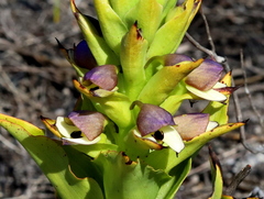 Disa cornuta