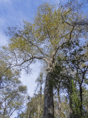Nothofagus obliqua