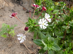 Zaluzianskya maritima