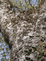 Nothofagus obliqua