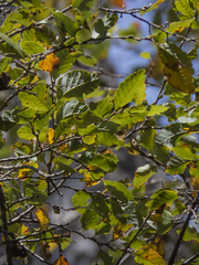 Nothofagus obliqua