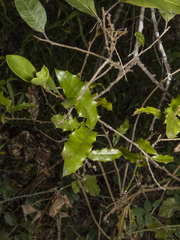 Berberis negeriana