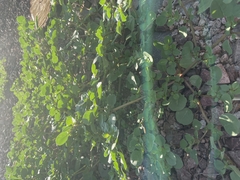 Trianthema portulacastrum