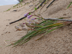 Gladiolus gueinzii