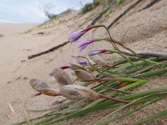 Gladiolus gueinzii