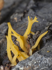 Calocera