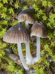 Marasmiineae