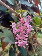 Medinilla speciosa