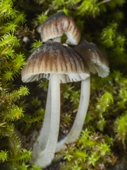 Marasmiineae