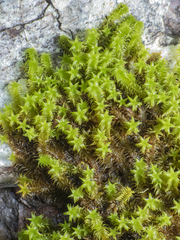 Zygodon pentastichus