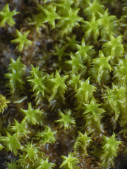 Zygodon pentastichus