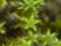 Zygodon pentastichus