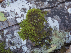 Zygodon pentastichus