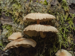 Marasmiellus alliiodorus
