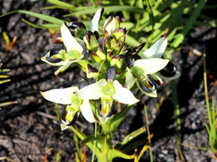 Disa bivalvata