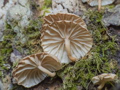 Marasmiellus alliiodorus