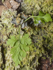 Asplenium dareoides