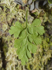 Asplenium dareoides