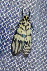 Heortia vitessoides