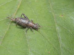 Mogoplistinae