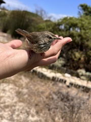 Prinia maculosa maculosa
