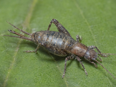 Mogoplistinae