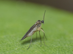 Cecidomyiidae