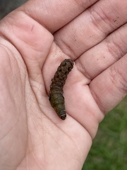 Spodoptera latifascia