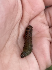 Spodoptera latifascia