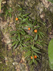 Luzuriaga radicans