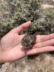 Prinia maculosa maculosa