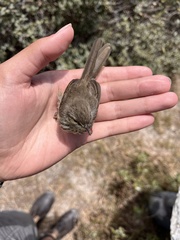 Prinia maculosa maculosa