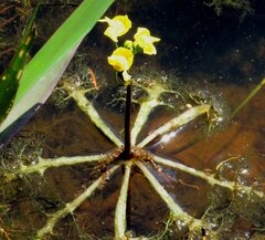 Utricularia