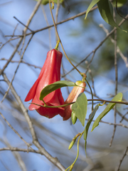 Lapageria rosea