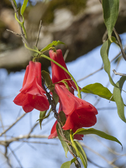Lapageria rosea