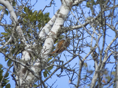 Pygarrhichas albogularis