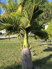 Cocos nucifera