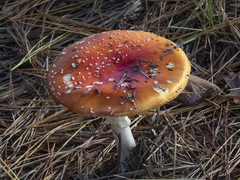 Amanita muscaria