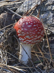 Amanita muscaria