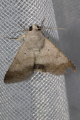 Pandesma