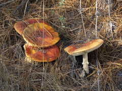 Amanita muscaria